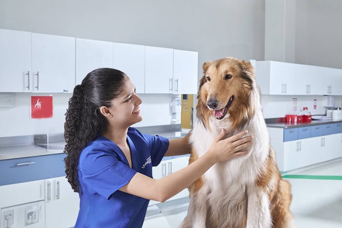 Imagen móvil del banner